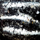 Diptyque gyotaku-sardines