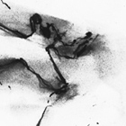 Vache, peinture pariétale, Pech Merle